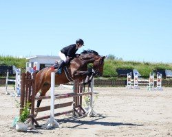 jumper Cirilla von Cintra (German Warmblood, 2016, from Stubbenhof's Cocosinni)