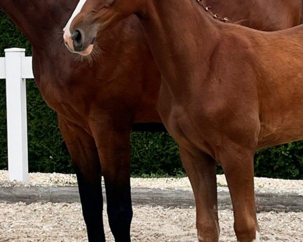 foal by Extra Bunt (Zangersheide riding horse, 2024, from Esmeraldo FM)