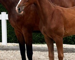 foal by Extra Bunt (Zangersheide riding horse, 2024, from Esmeraldo FM)