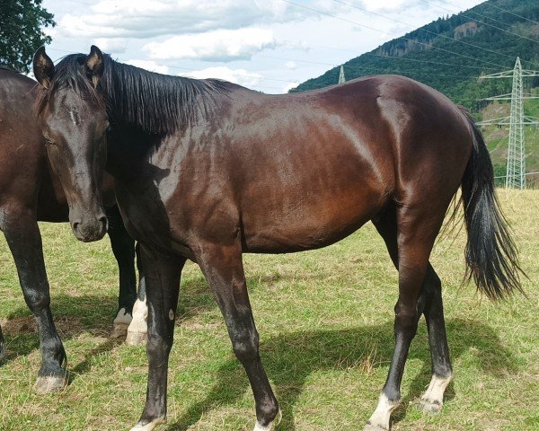 dressage horse Hengst von Majestic Taonga / Susu's Boy (Westphalian, 2022, from Majestic Taonga)