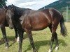 Dressurpferd Hengst von Majestic Taonga / Susu's Boy (Westfale, 2022, von Majestic Taonga)