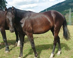 Dressurpferd Hengst von Majestic Taonga / Susu's Boy (Westfale, 2022, von Majestic Taonga)