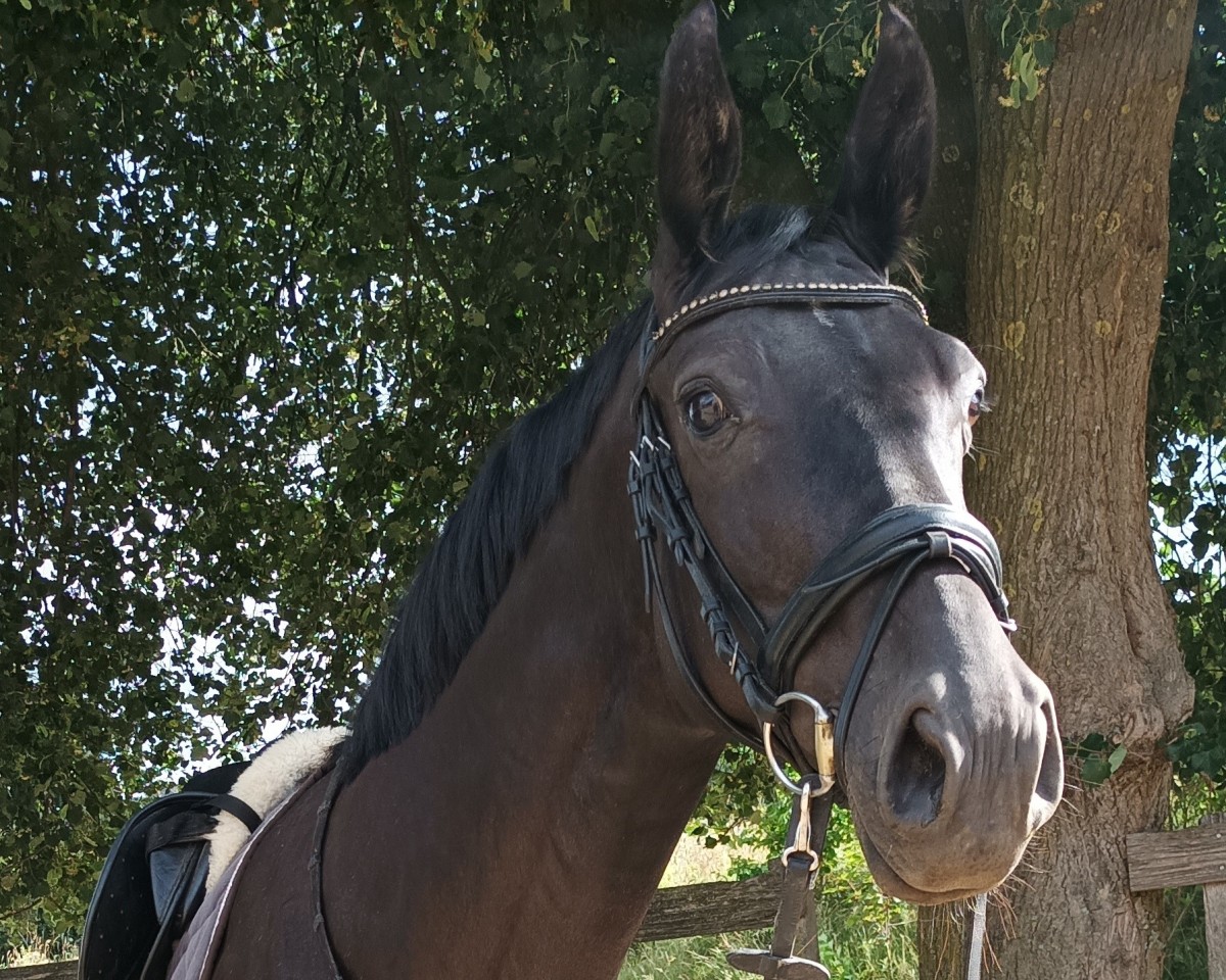 Zuchtstute Sarotti HS (Westfale, 2014, von Susu's Boy)