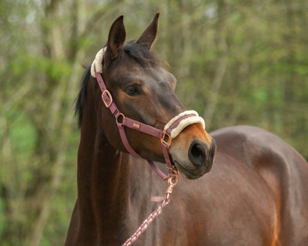 Springpferd Uppsala (Trakehner, 2017, von Schwarzgold)