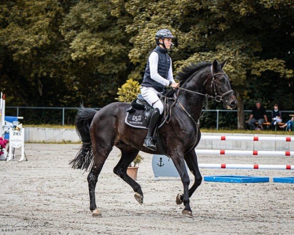 jumper Harry Potter de Premier RM (Oldenburg show jumper, 2019, from Hold Up Premier)