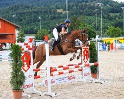 jumper Galwaybay Cobranna (Irish Sport Horse, 2008, from Cobra)