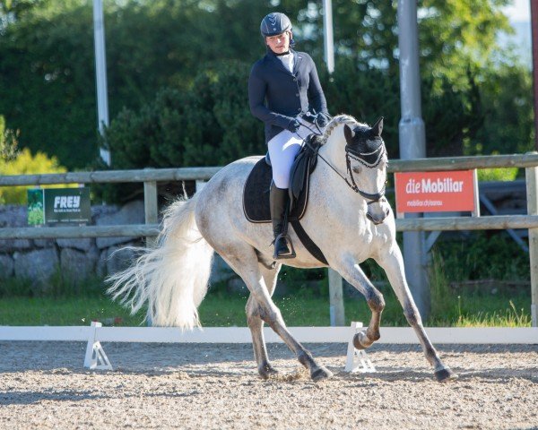 dressage horse Amigo II (Selle Français, 2010, from Unbekannt FRA)