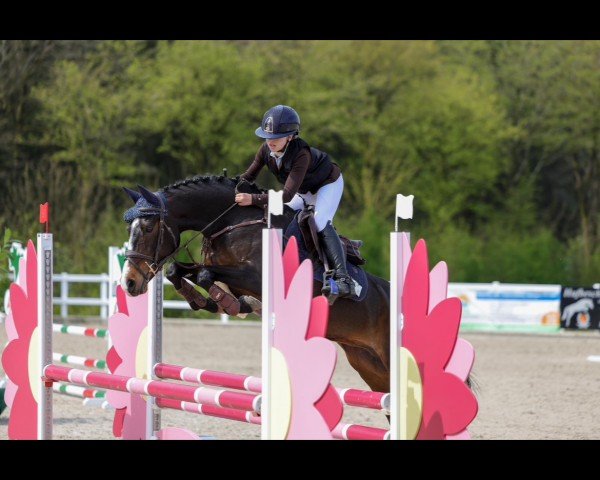 jumper Smilla 137 (German Riding Pony, 2014, from Online Ixes)