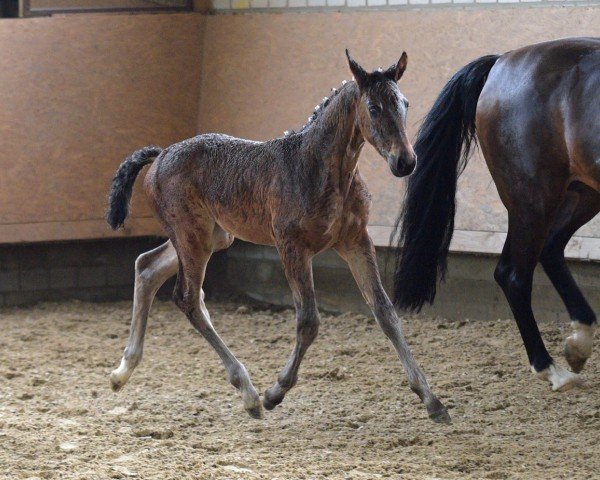 foal by Stute von Diamantenglanz / Ehrentanz I (Westphalian, 2024, from Diamantenglanz)