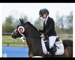 dressage horse Nevio-Yaver (Welsh mountain pony (SEK.A), 2012, from Springfire's Noble Star)