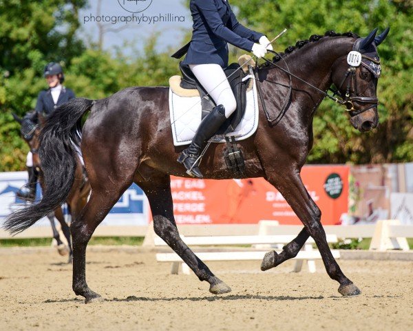 dressage horse Friziamo (Westphalian, 2017, from Federico Fellini)