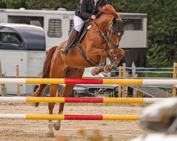 Springpferd Neverland 11 (Schwedisches Warmblut, 2018, von Comthago VDL)