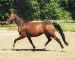 dressage horse Gabrielle Bella BR (Oldenburg, 2020, from Kastel's Grand Galaxy Win)