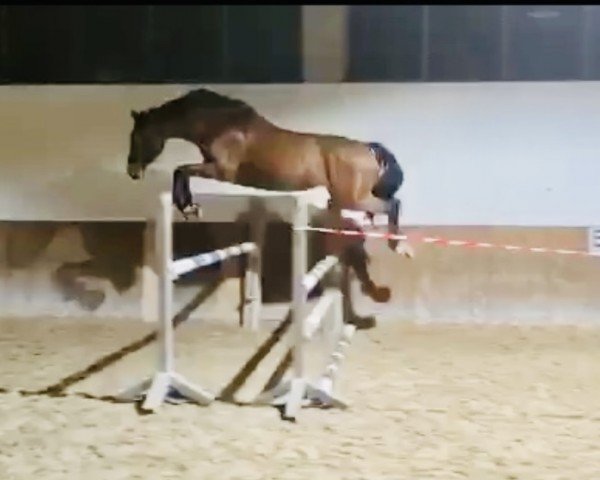 jumper Ginny (German Sport Horse, 2017, from Viva Vulkano)