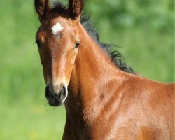 foal by Chico LW (Holsteiner, 2024, from Charaktervoll Hv)