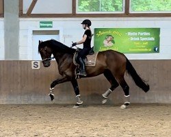 dressage horse Mon Coeur 33 (Westphalian, 2017, from E.H. Millennium)