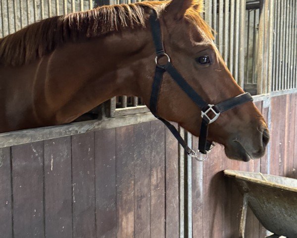 dressage horse HJK Fabulosa (German Riding Pony, 2021, from Coke saint of the Life)