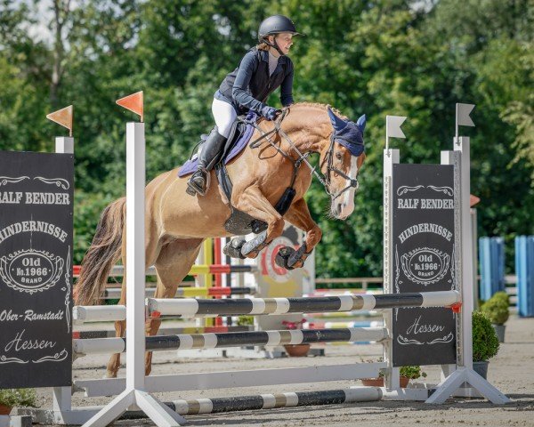 Pferd Soolmoy Lady Clover (Irish Sport Horse, 2018, von Soolmoy Clover Man)