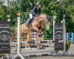 Springpferd Soolmoy Lady Clover (Irish Sport Horse, 2018, von Soolmoy Clover Man)