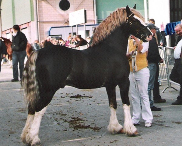 Pferd Ebbw Brynmor (Welsh-Cob (Sek. D), 1997, von Ebbw Dandy)