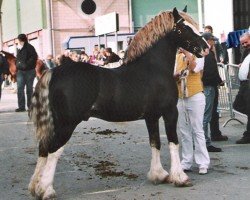 horse Ebbw Brynmor (Welsh-Cob (Sek. D), 1997, from Ebbw Dandy)