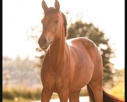 Springpferd Bumble Bruni (Deutsches Reitpony, 2016, von Beautyful Stallion)