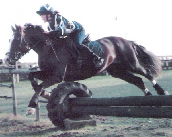 Pferd Rainhill Firecracker (Welsh-Cob (Sek. D), 1995, von Ebbw Amber Flash)