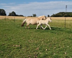 foal by Elma (Fjord Horse, 2024, from Skian)