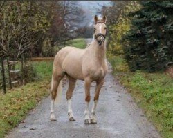 dressage horse Princess 405 (unknown, 2016)