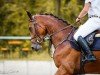 jumper Carlo H 3 (German Sport Horse, 2018, from Carinue)