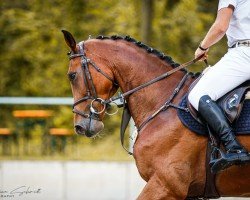 Springpferd Carlo H 3 (Deutsches Sportpferd, 2018, von Carinue)