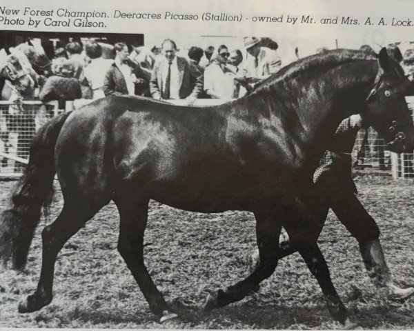 stallion Deeracres Picasso (New Forest Pony, 1973, from Peveril Pickwick)