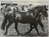 stallion Deeracres Picasso (New Forest Pony, 1973, from Peveril Pickwick)