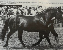 stallion Deeracres Picasso (New Forest Pony, 1973, from Peveril Pickwick)