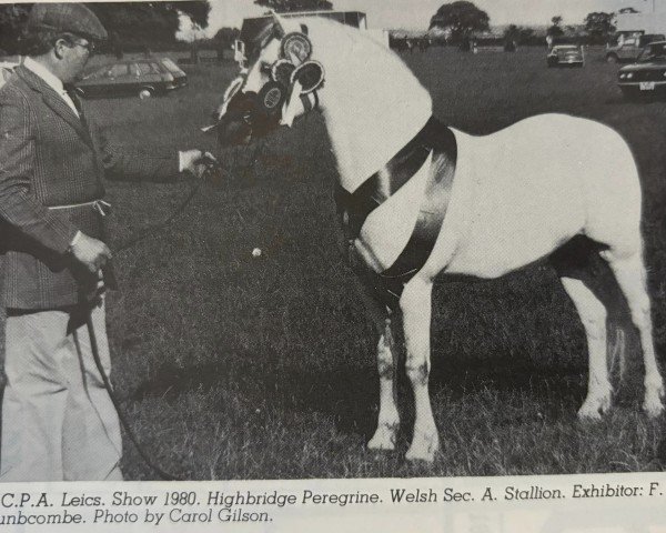 Pferd Highbridge Peregrine (Welsh Mountain Pony (Sek.A), 1973, von Polaris Royal Flush)