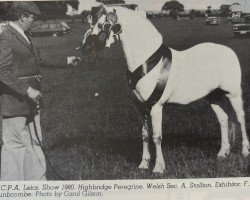 horse Highbridge Peregrine (Welsh mountain pony (SEK.A), 1973, from Polaris Royal Flush)