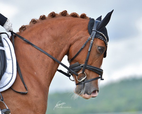 Dressurpferd Derby B 3 (Deutsches Reitpony, 2017, von Derano B)