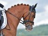 dressage horse Derby B 3 (German Riding Pony, 2017, from Derano B)