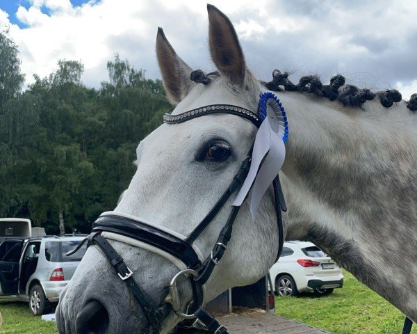 dressage horse Review (Oldenburg, 2017, from Revolution)