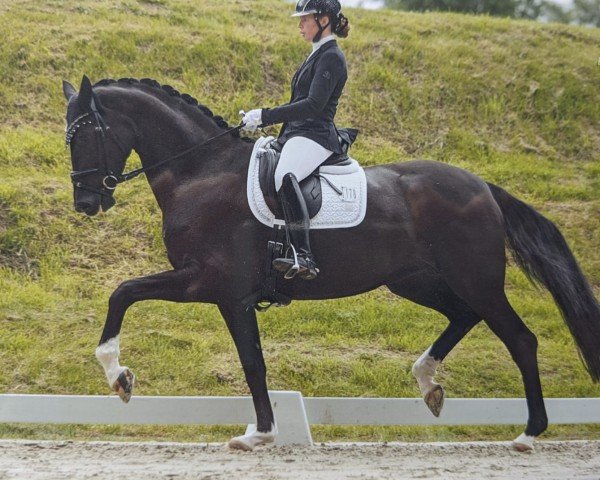 dressage horse Die oder Keine TH (Hanoverian, 2019, from De Niro)