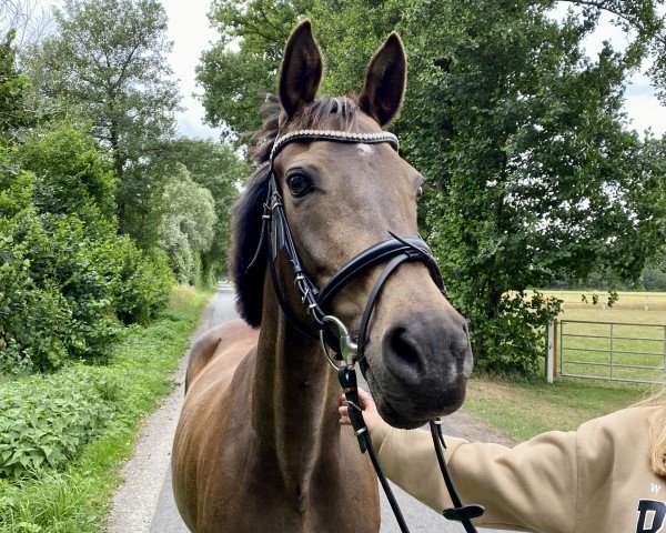 Zuchtstute Chianti de Luxe (Deutsches Reitpony, 2004, von FS Champion de Luxe)