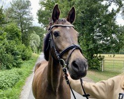 jumper Chianti de Luxe (Deutsches Reitpony, 2004, from FS Champion de Luxe)