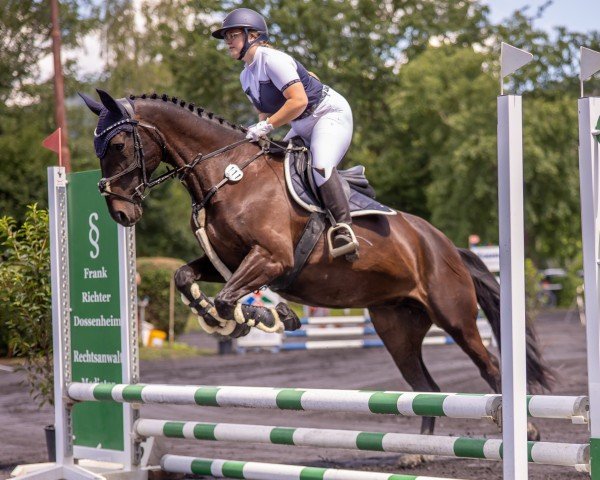 Pferd Saphir de Luxe (Deutsches Reitpferd, 2009, von Patriarch I)