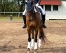 dressage horse Spontan 27 (Hanoverian, 2012, from Spörcken)