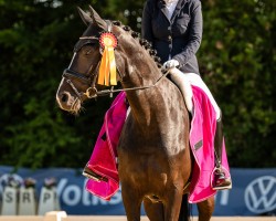 dressage horse Coreolan 6 (Hanoverian, 2017, from Chivas)