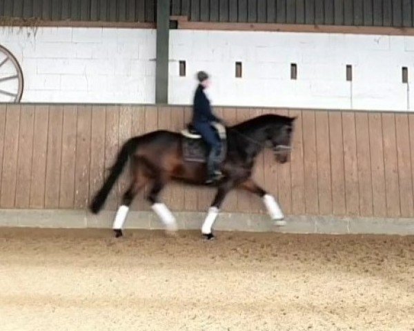 dressage horse Liberty 375 (KWPN (Royal Dutch Sporthorse), 2016, from Grey Flanell)