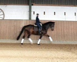 dressage horse Liberty 375 (KWPN (Royal Dutch Sporthorse), 2016, from Grey Flanell)