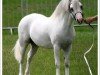 Deckhengst Flydon Wyn (Welsh Mountain Pony (Sek.A), 2001, von Nerwyn Cadno)