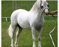 stallion Flydon Wyn (Welsh mountain pony (SEK.A), 2001, from Nerwyn Cadno)