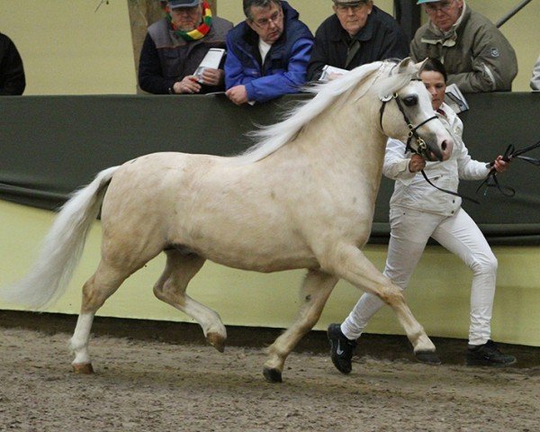 Deckhengst Moarzicht's Sebastiaan (Welsh Mountain Pony (Sek.A), 2007, von Nerwyn Pela)